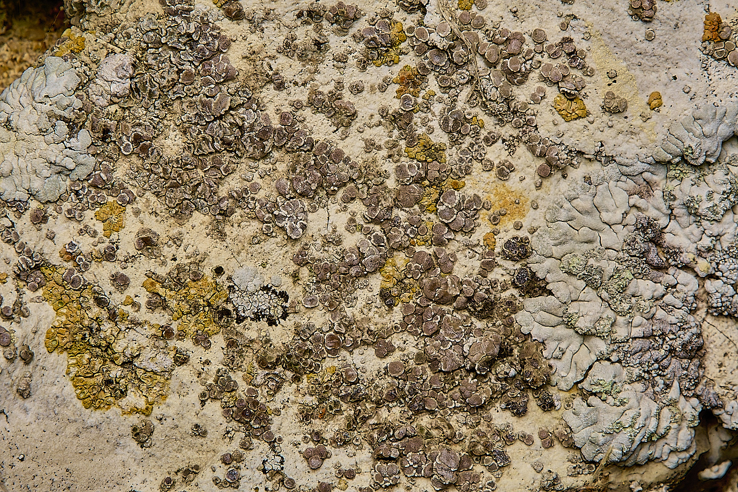 WickhamptonLichen11160724-1