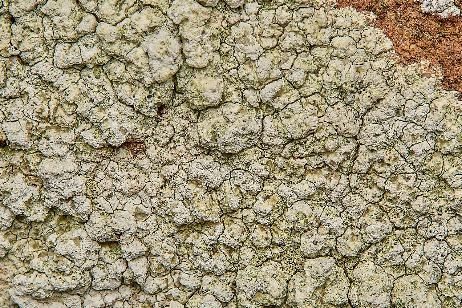 WickhamptonLichen1160724-1