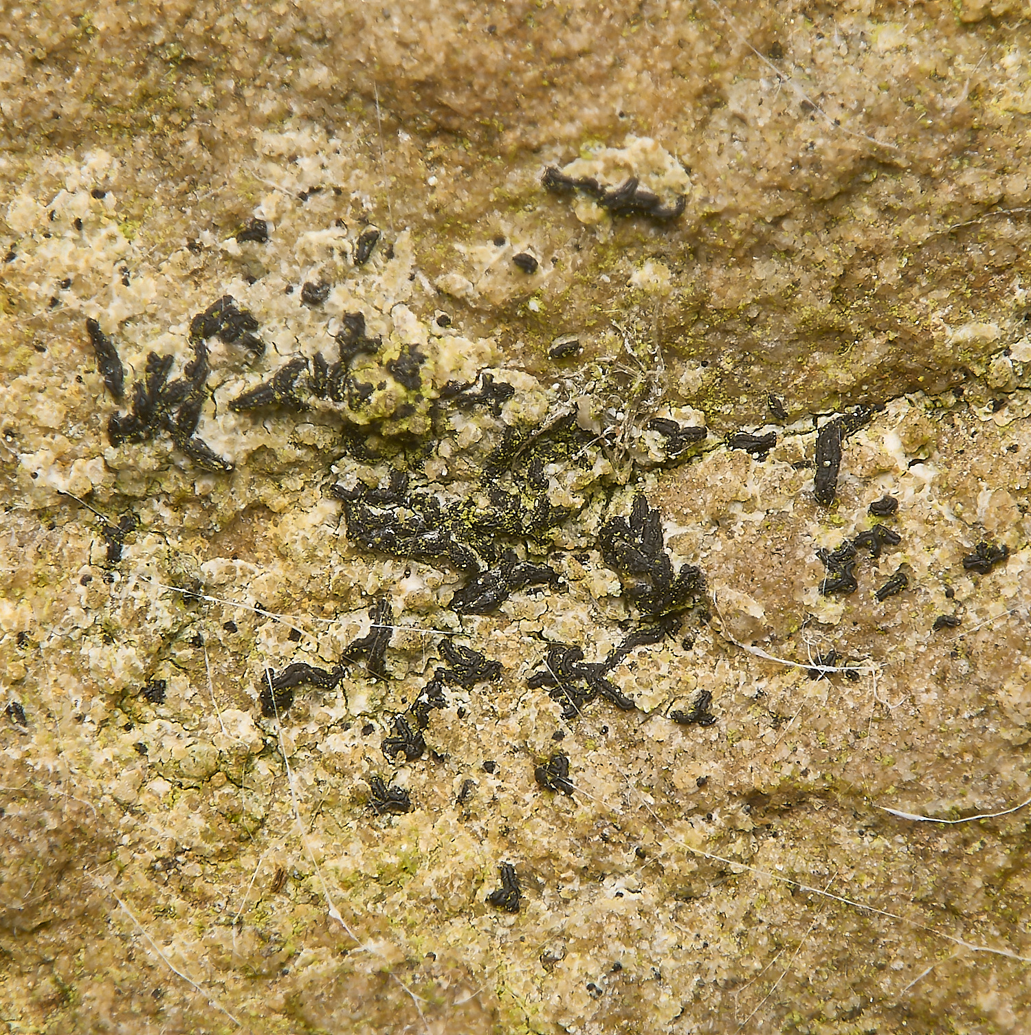 WickhamptonLichen14160724-1