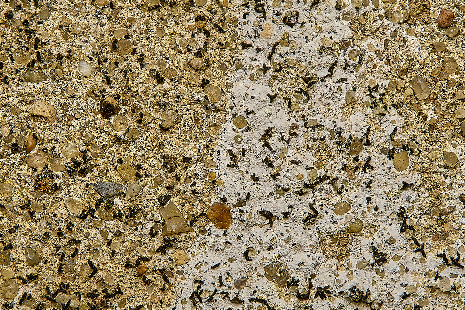 WickhamptonLichen14160724-3