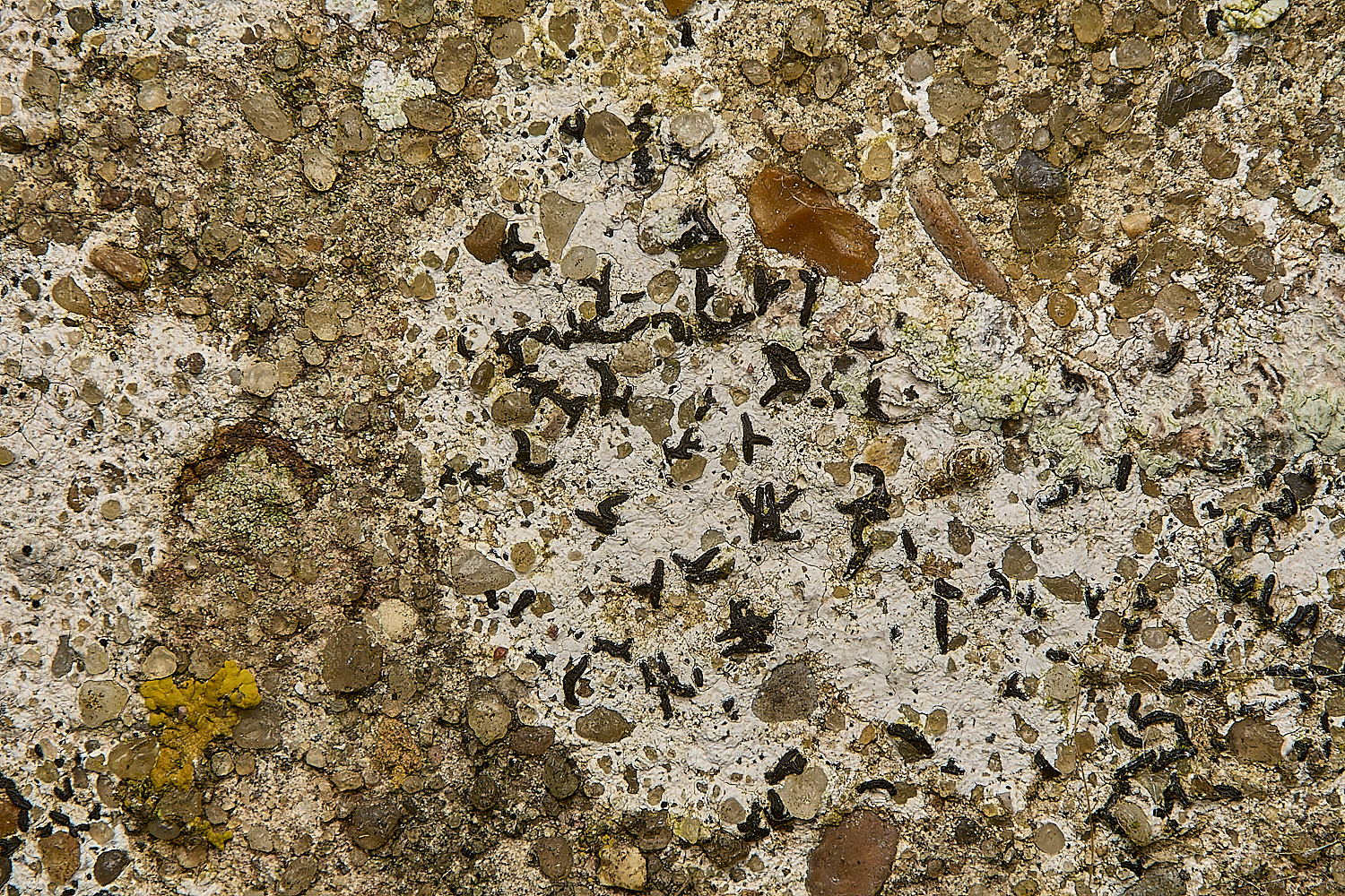 WickhamptonLichen14160724-31