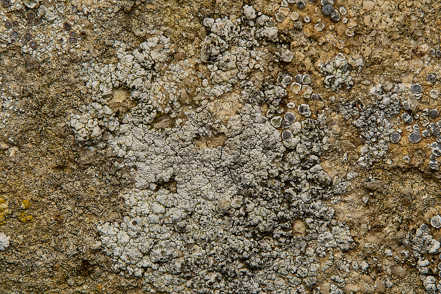 WickhamptonLichen2160724-1