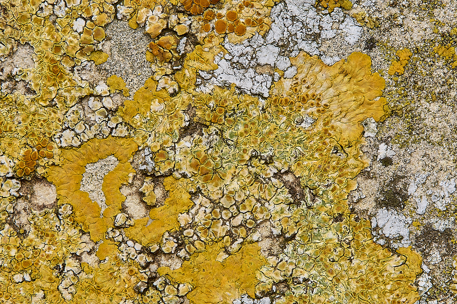 WickhamptonLichen3160724-1