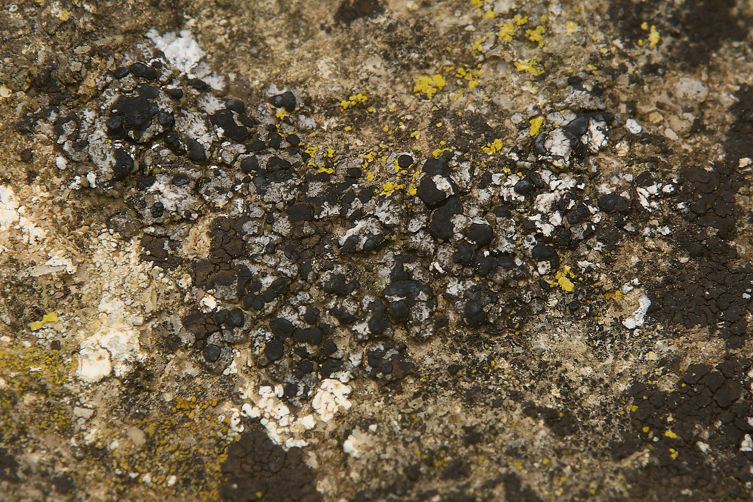 WickhamptonLichen5160724-1