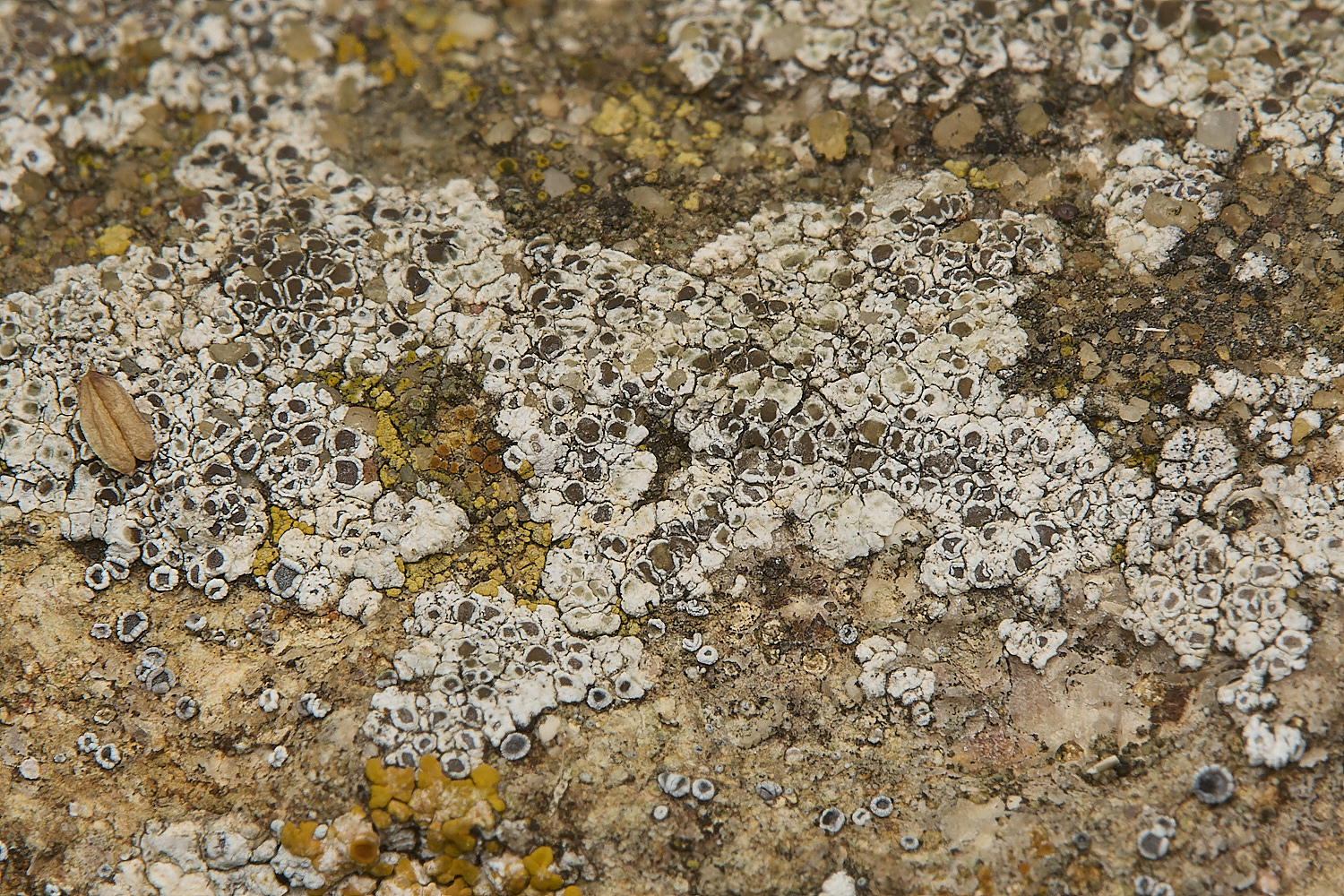 WickhamptonLichen7160724-1