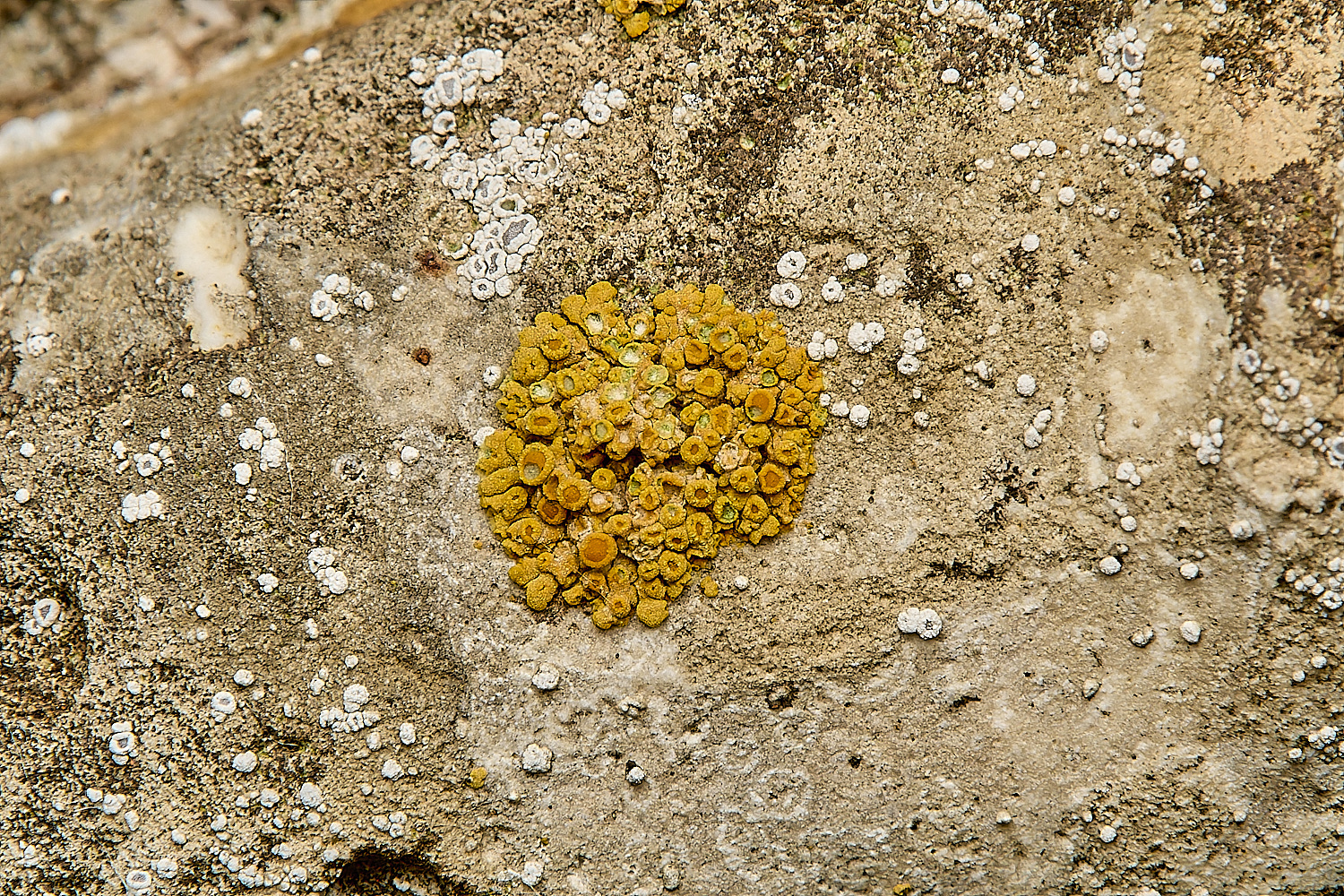 WickhamptonLichen8160724-1