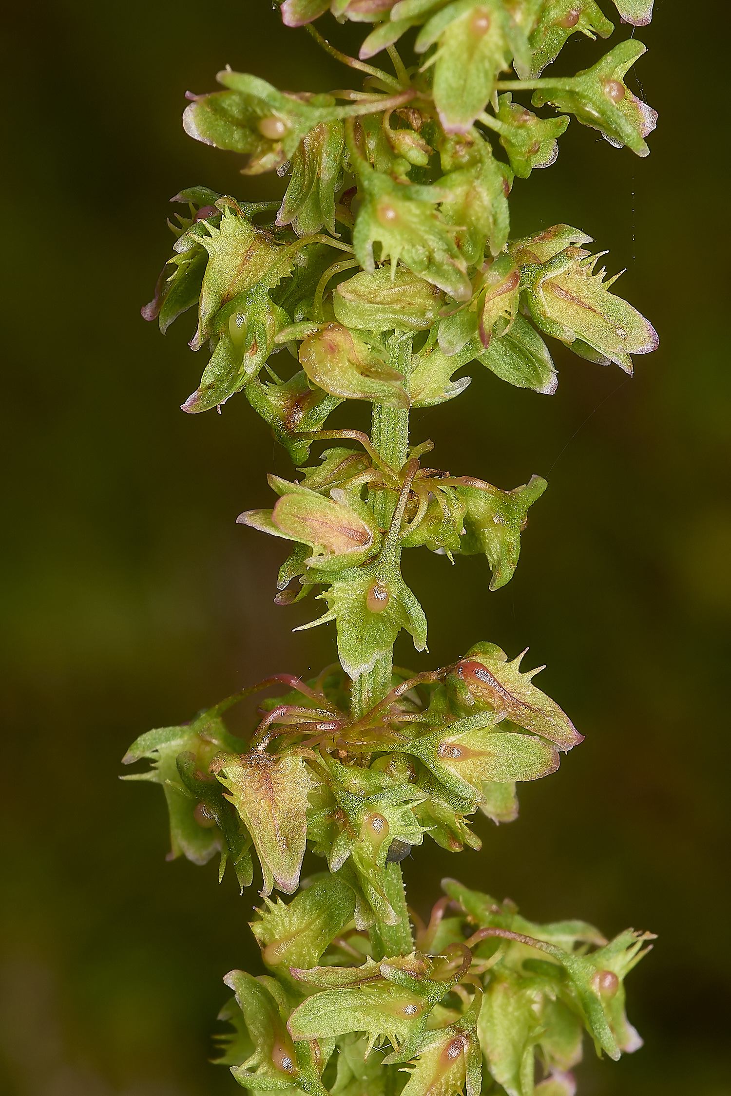 WymondhamBroad-leavedDock070924-2