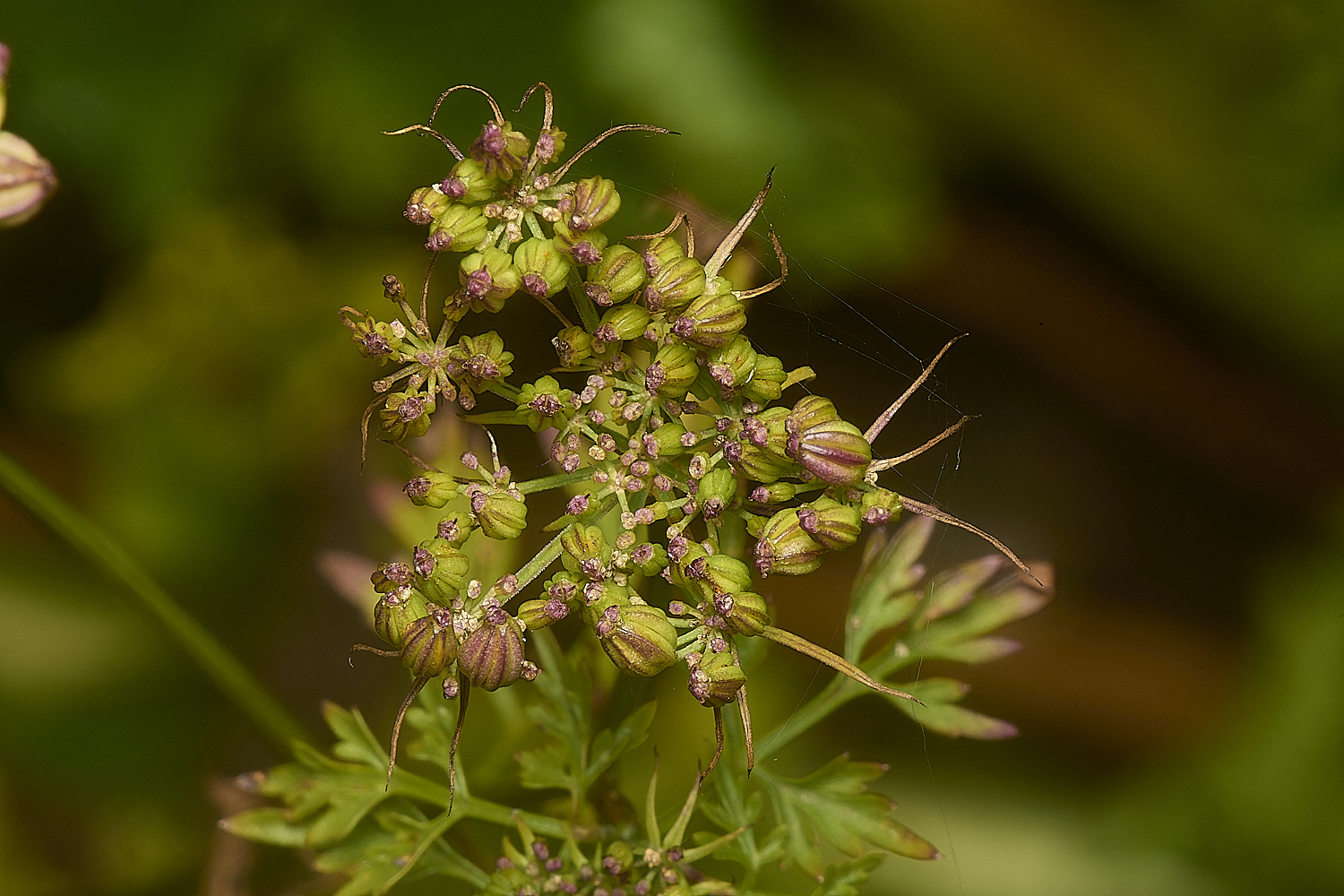 WymondhamFool&#39;sParsley070924-2