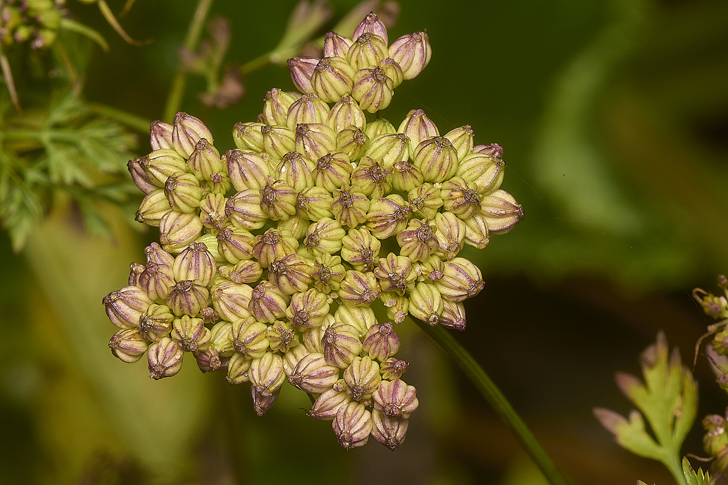 WymondhamFool&#39;sParsley070924-3