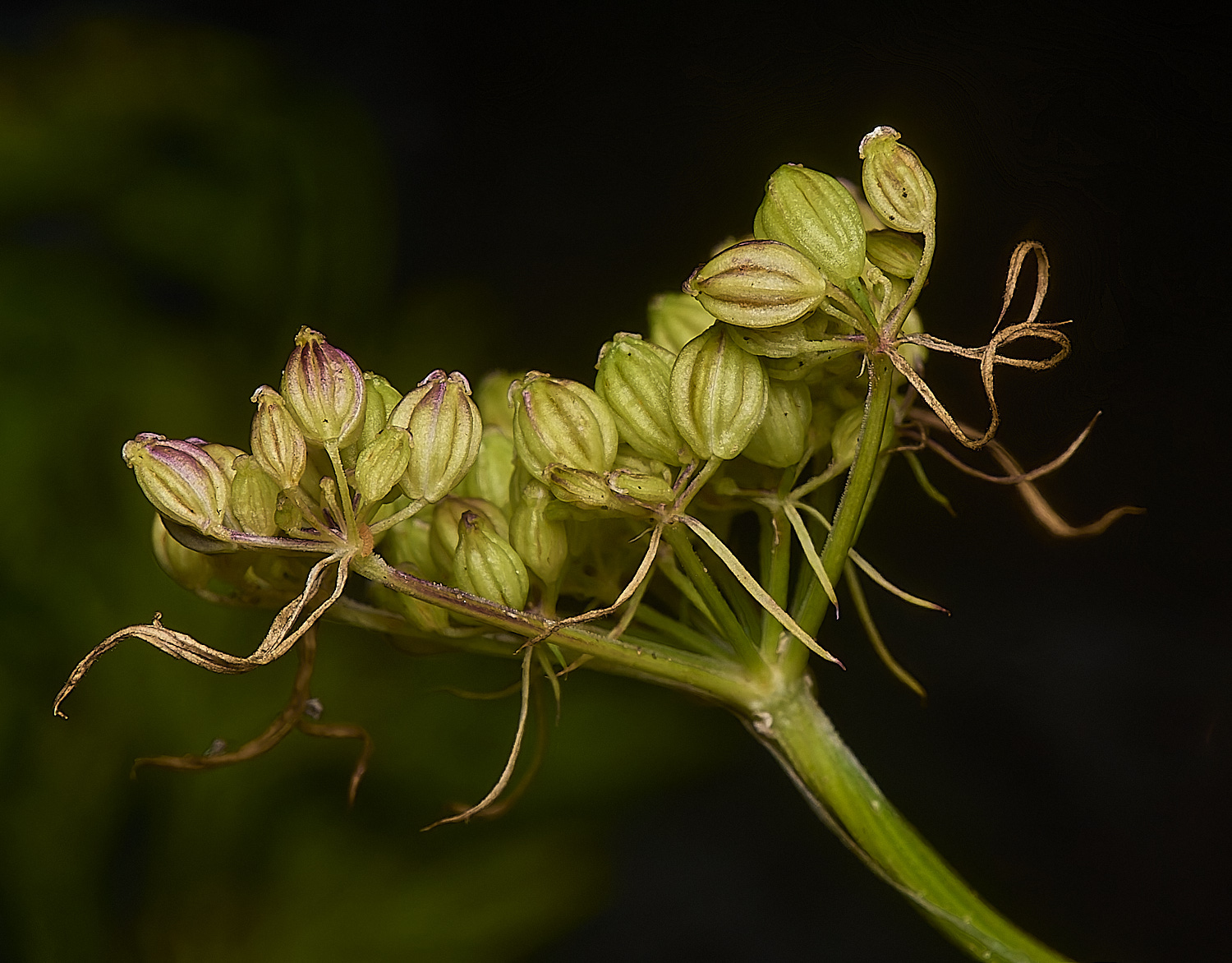 WymondhamFool&#39;sParsley070924-4-NEF-