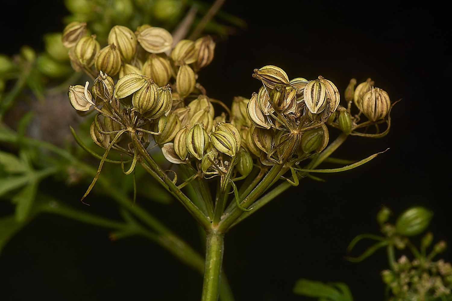 WymondhamFool&#39;sParsley070924-6-NEF-