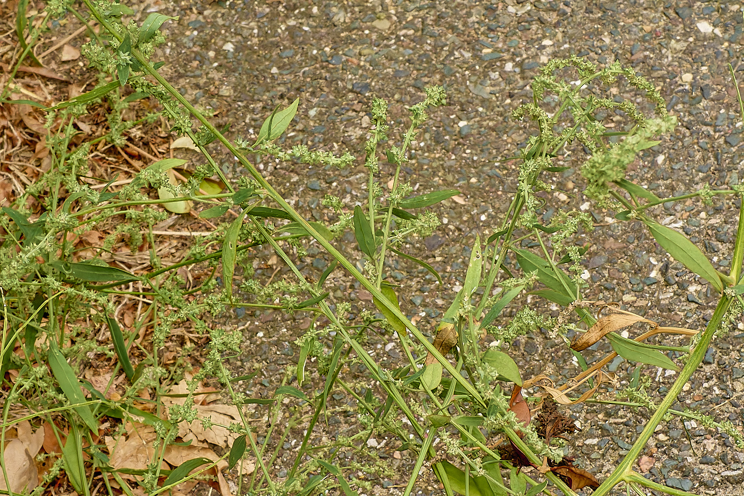 WymondhamGoosefoot070924-