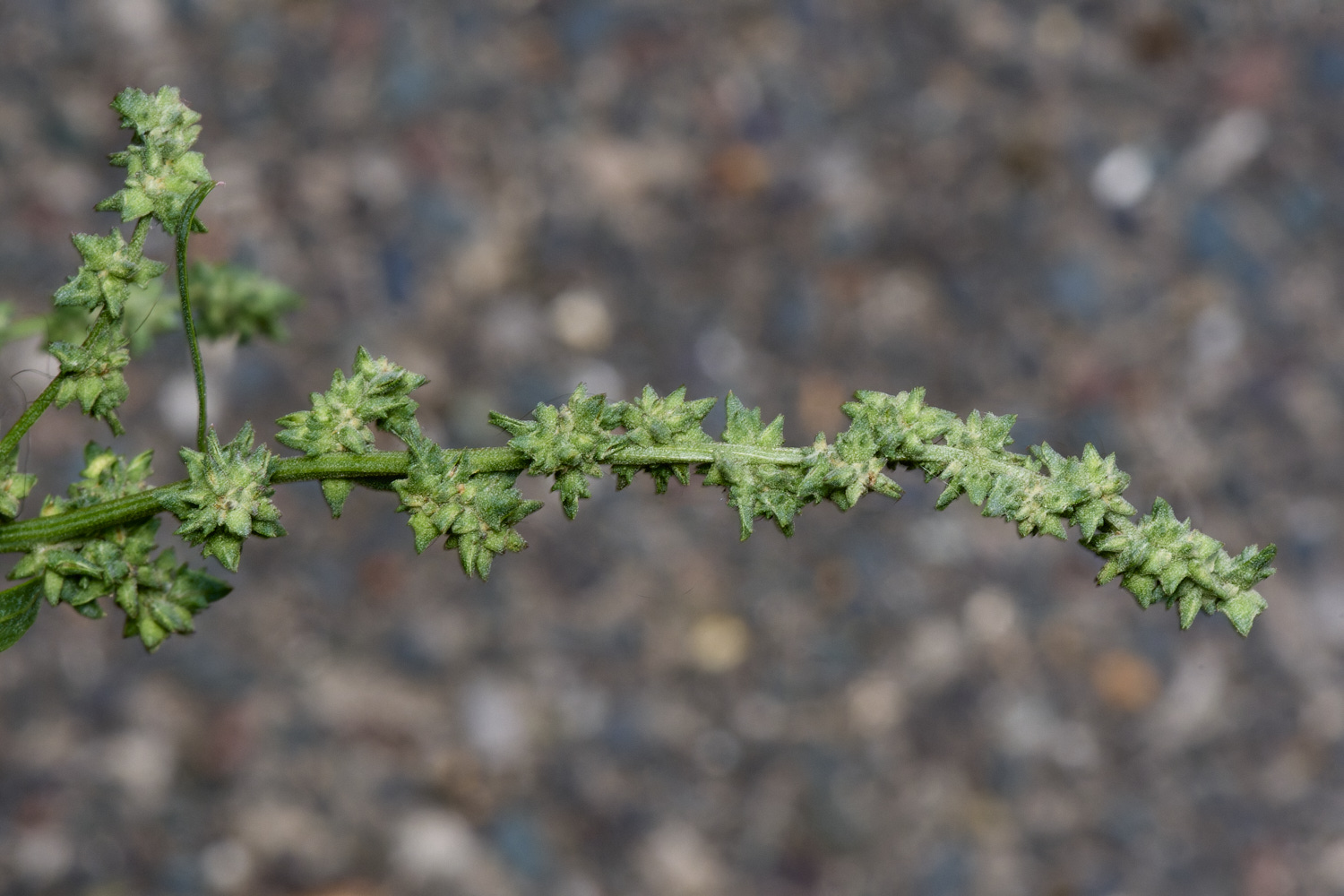 WymondhamGoosefoot070924-2