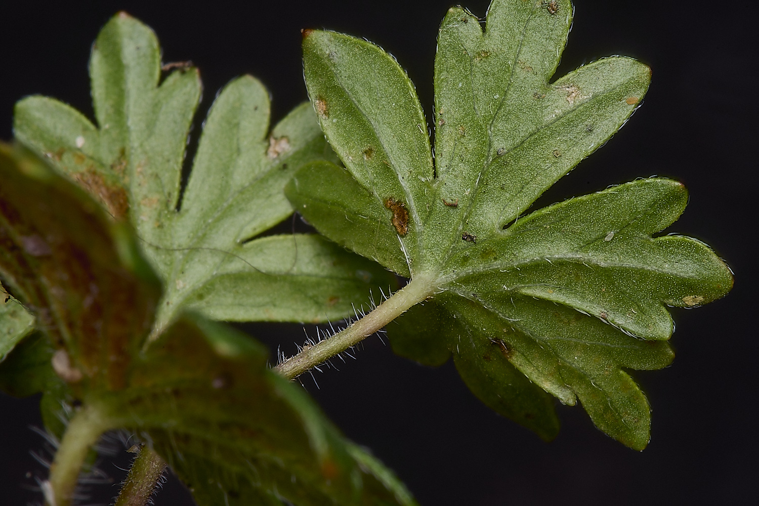 WymondhamGsanguineum070924-2