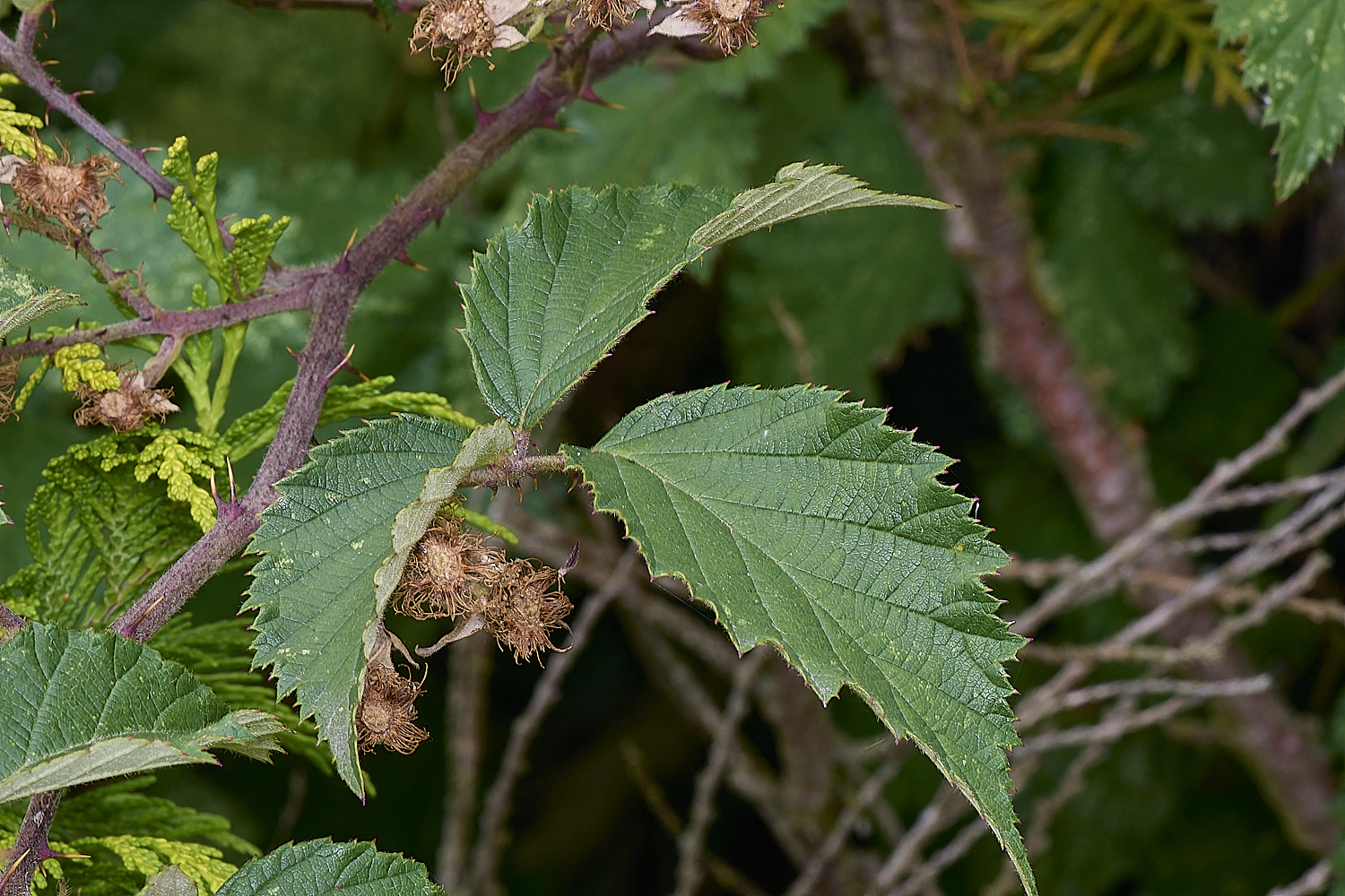 WymondhamInsecta070924-4