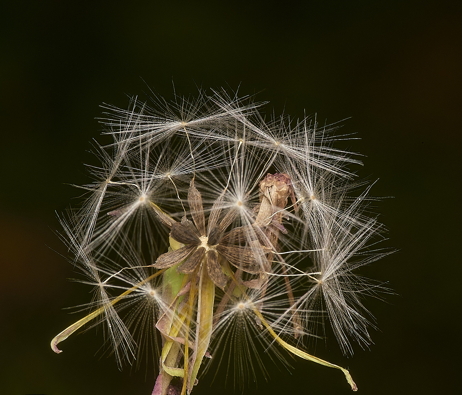 WymondhamPrickles070924-4