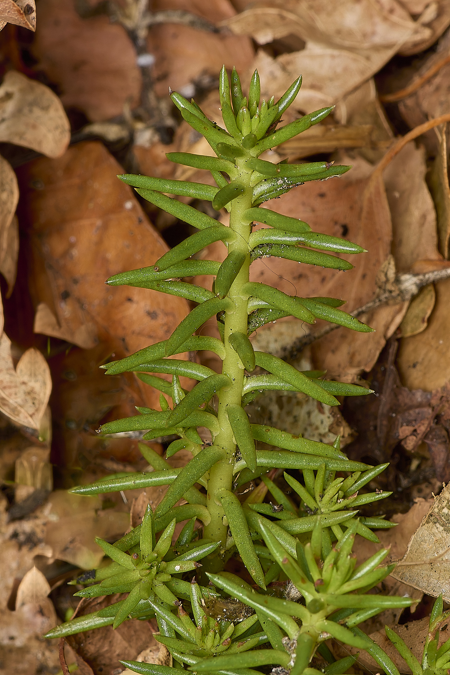 WymondhamRockStonecrop070924-2