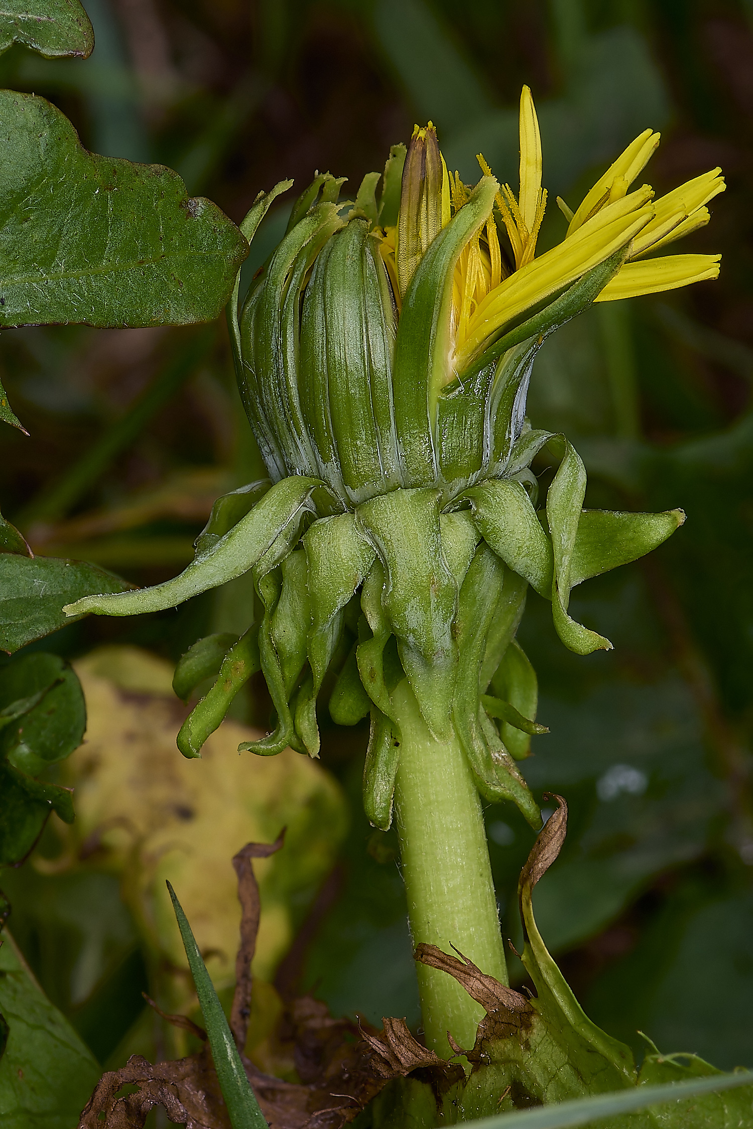 WymondhamTtrilobatium070924-1