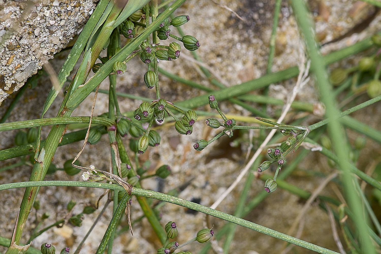 WymonhamCornParsley070924-2