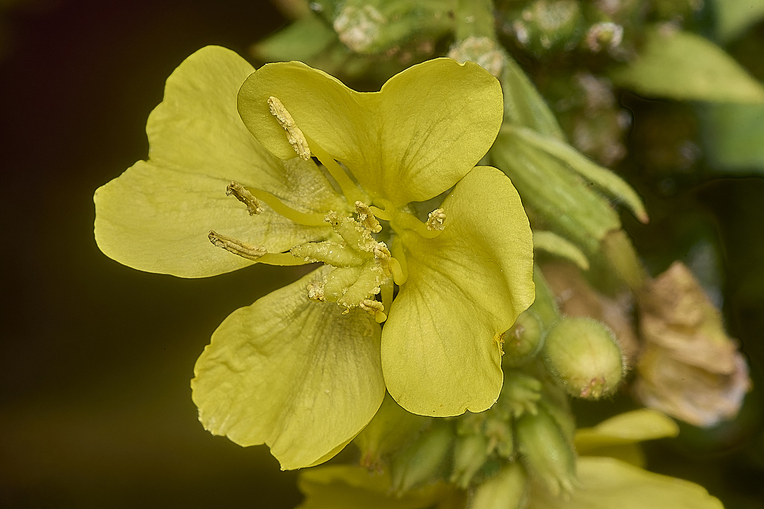 WymonhamEveningPrimrose070924-3