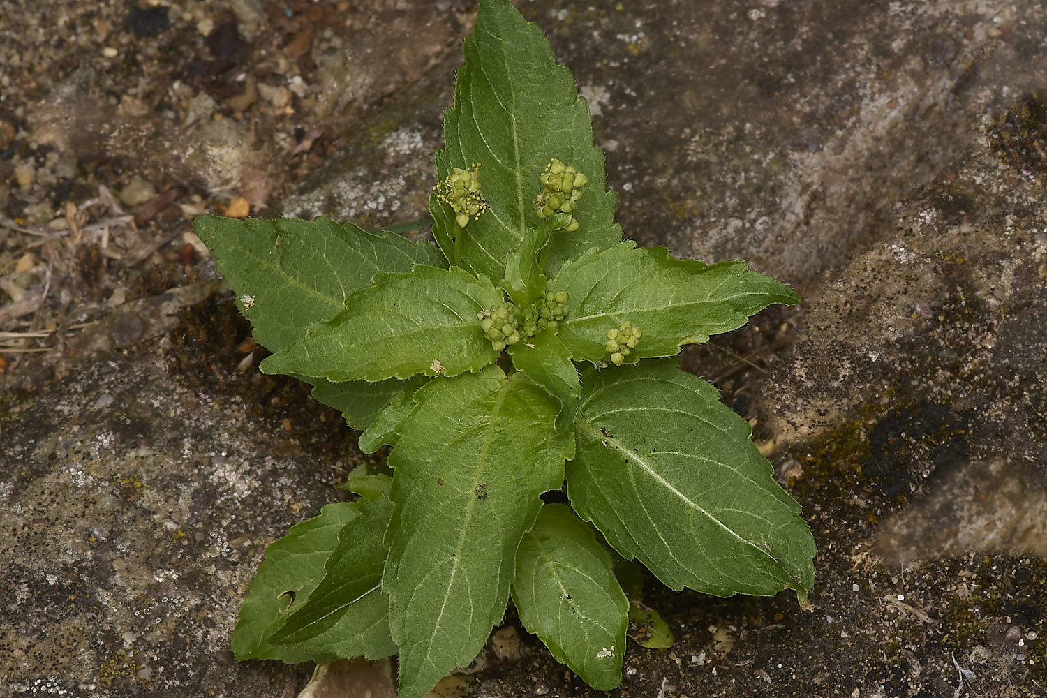 WymonhamGoosefoot2070924-1