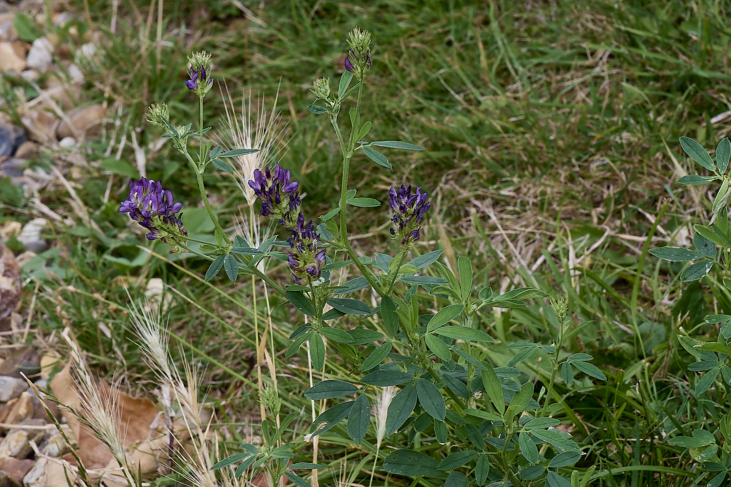 WymonhanLucerne070924-1