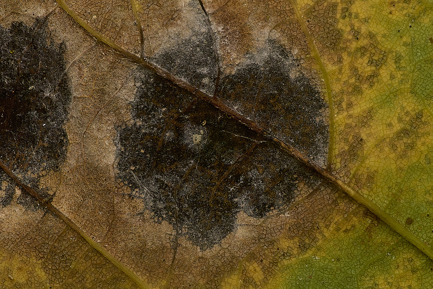 AldboroughSycamoreTarSpot171024-3