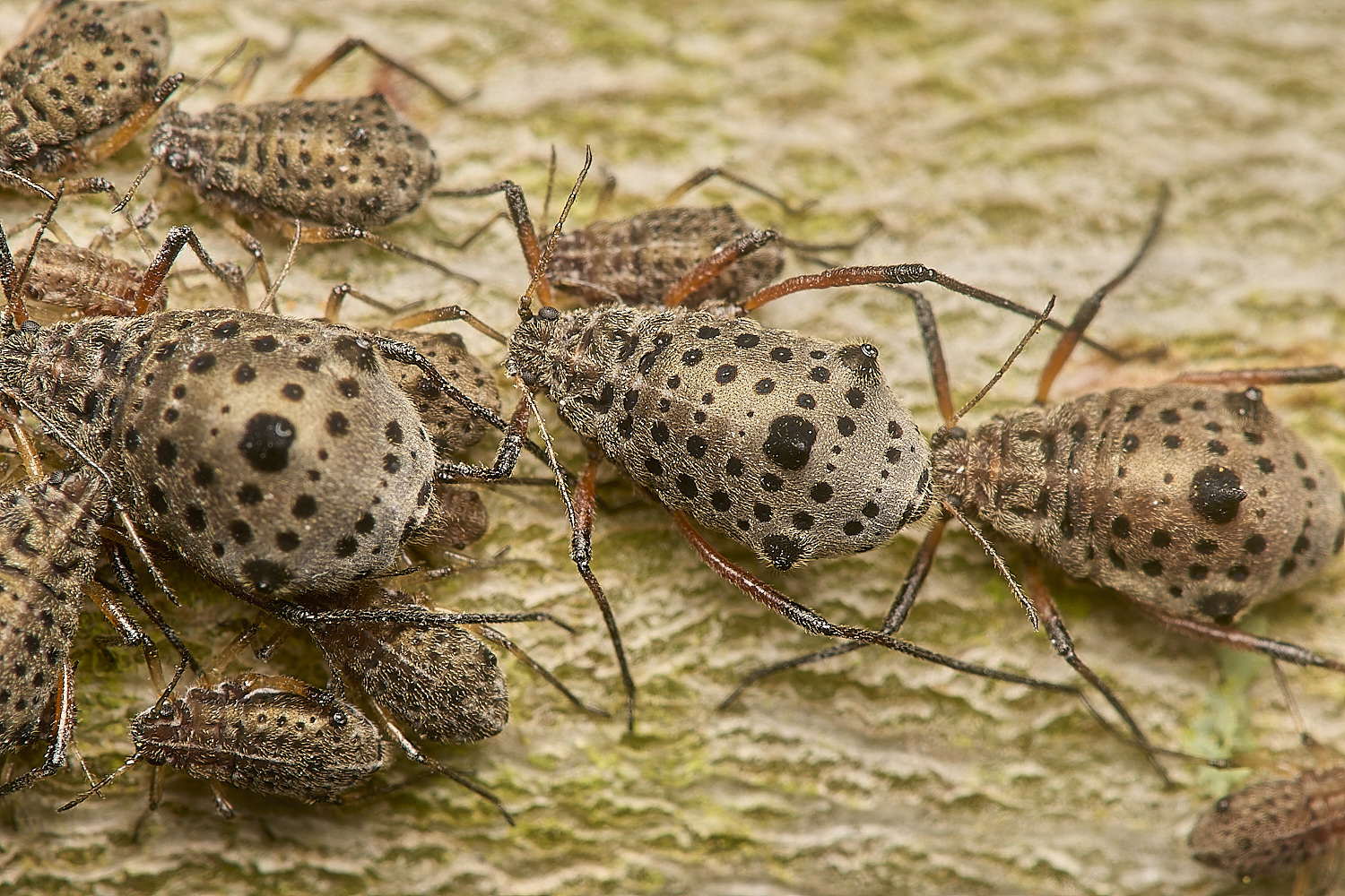 BeestonCommonAphid200924-1