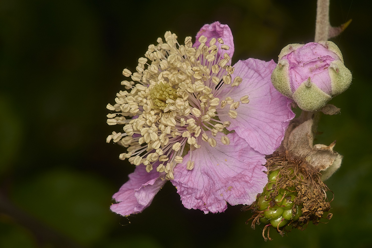 BeestonCommonBramble200924-1