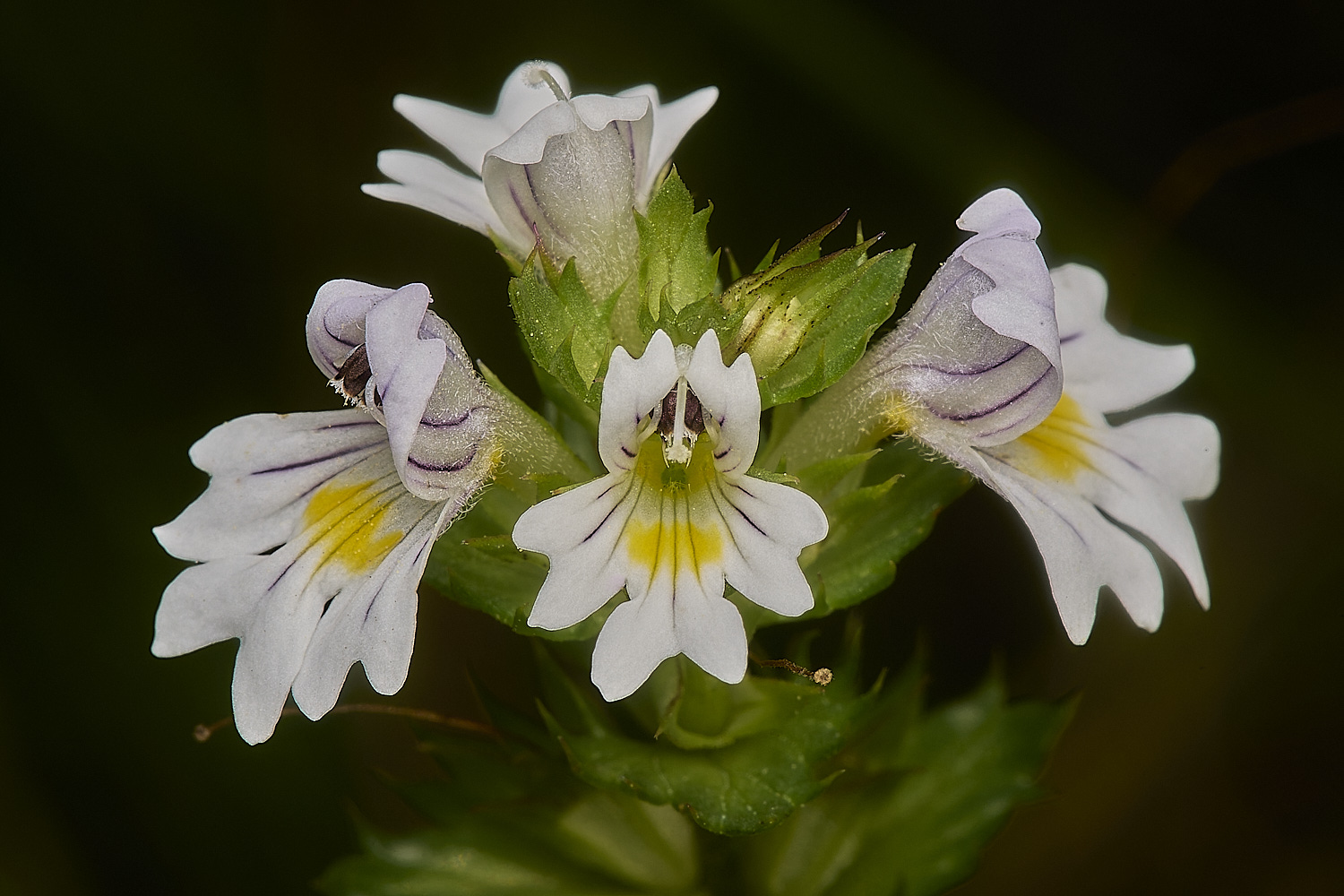 BeestonCommonEyebrightSp200924-1