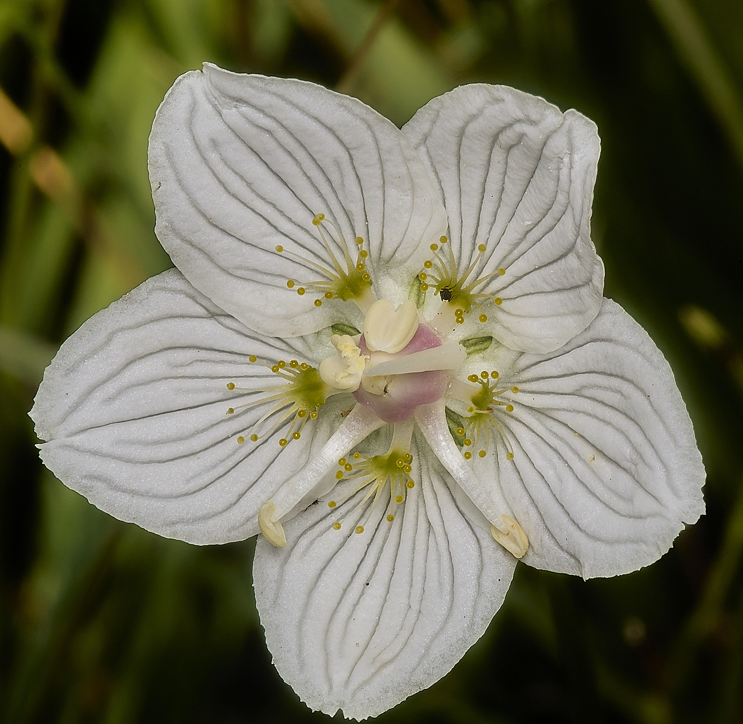 BeestonCommonGrassofParnassus200924-2