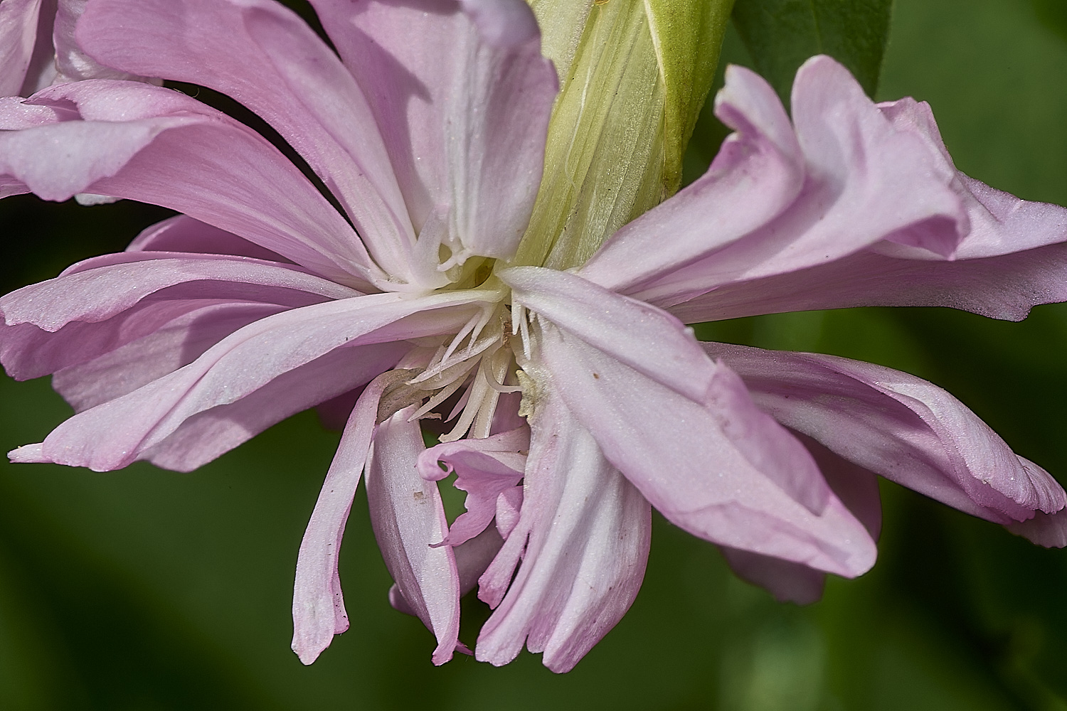 BlofieldChurchyardSoapwort080824-1