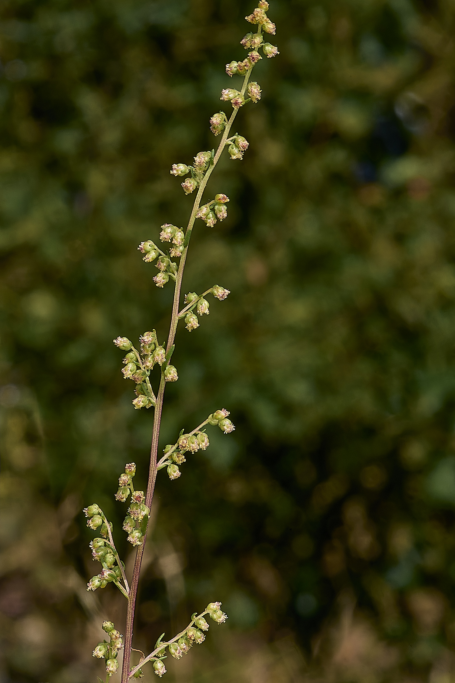 BrandonFieldWoundwort140824-1