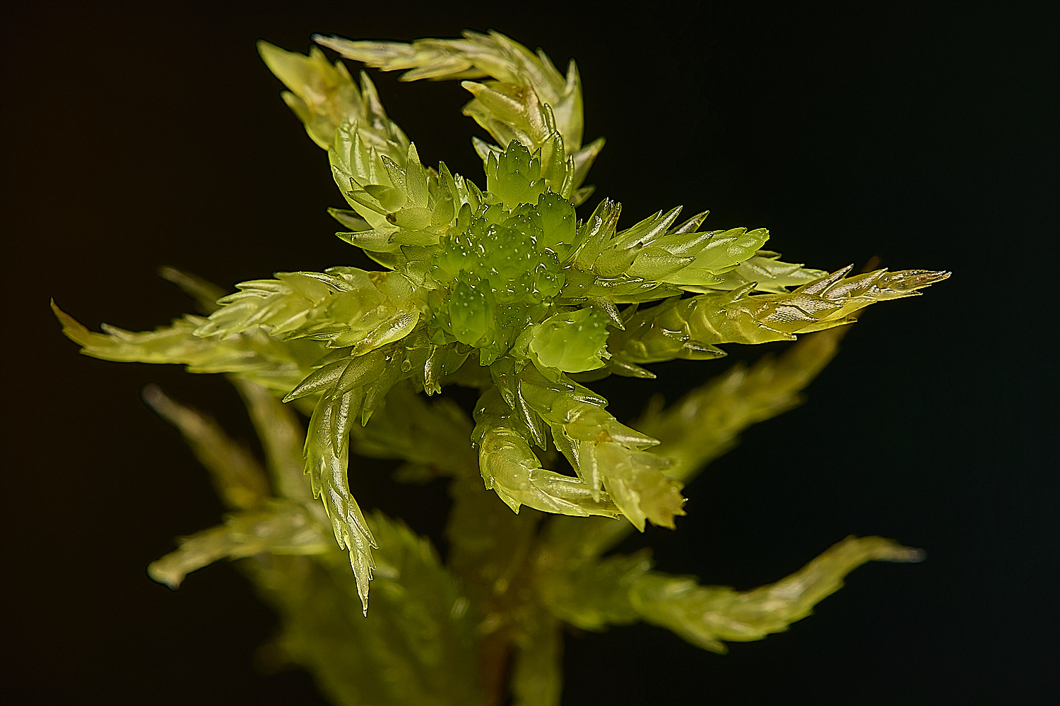 BuxtonHeathSdenticulatum0911224-1