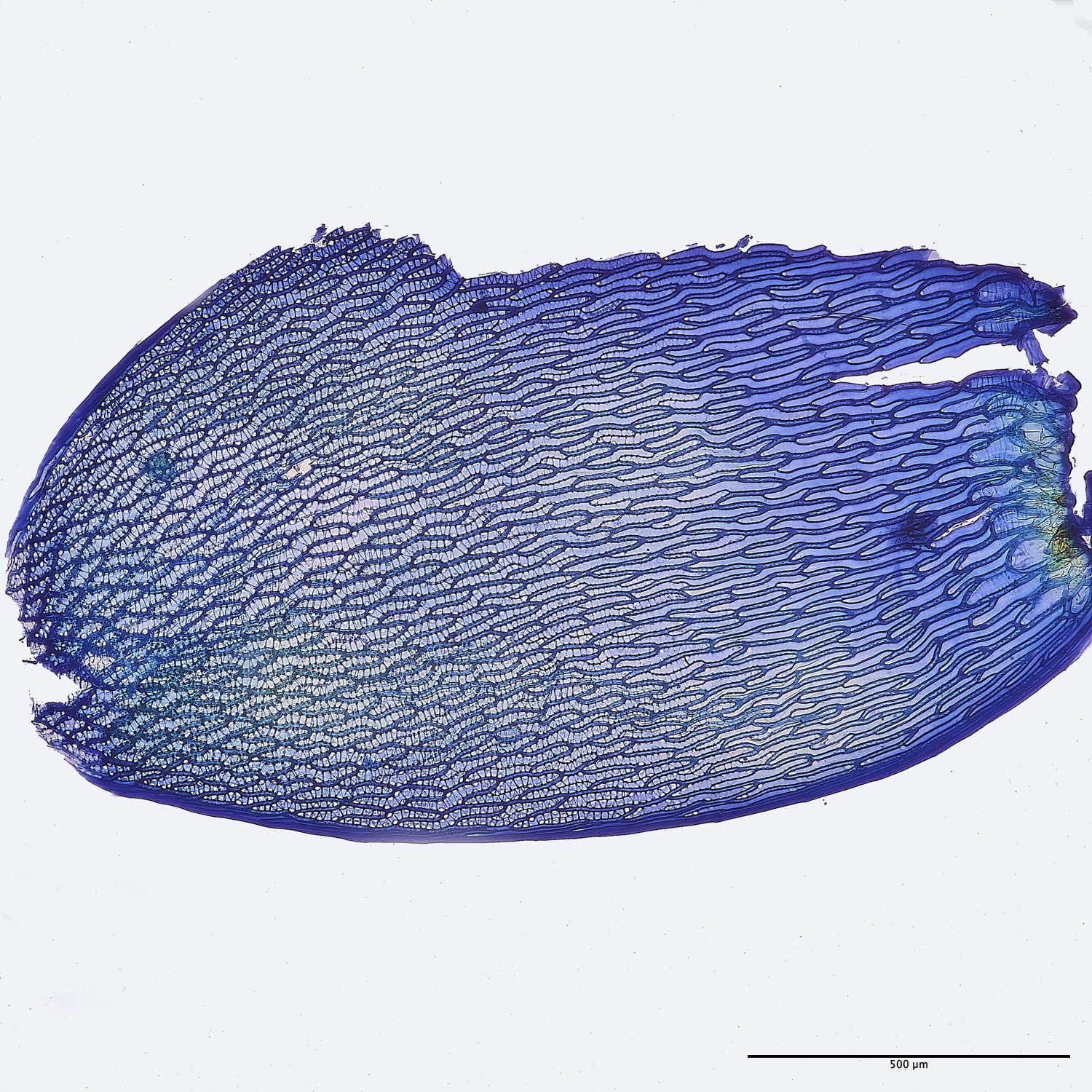 BuxtonHeathSdenticulatum091224-8M