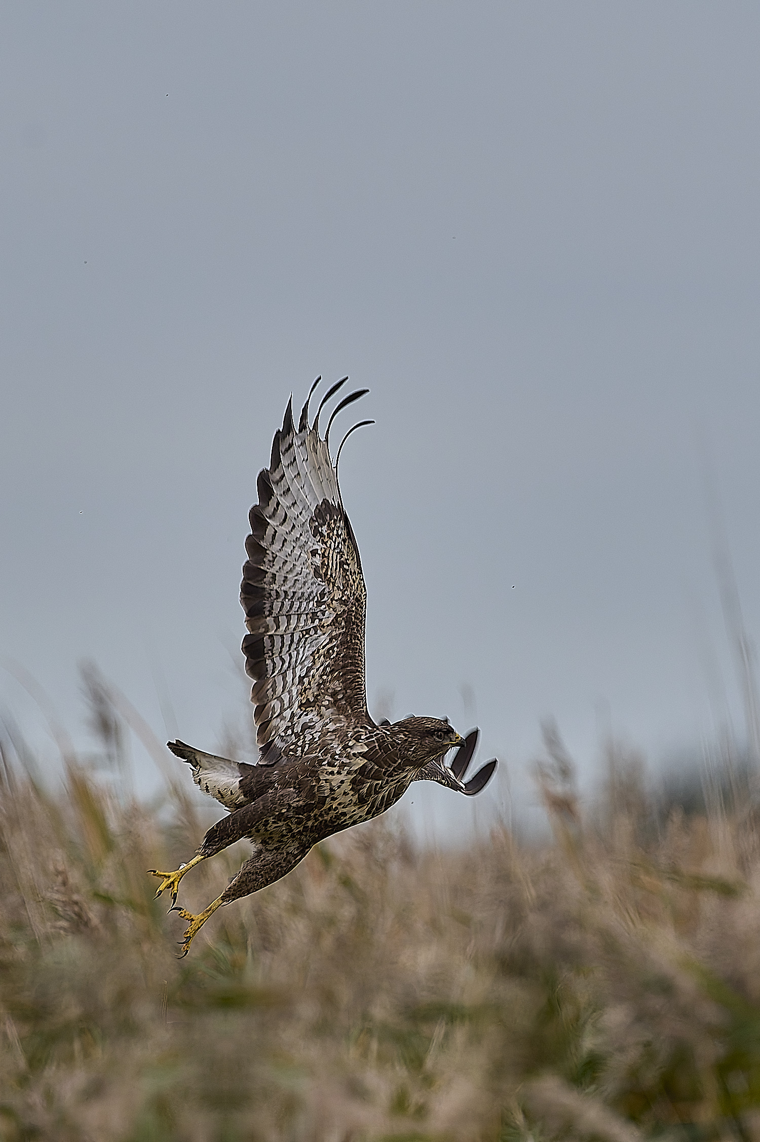 CleyBuzzard221024-2