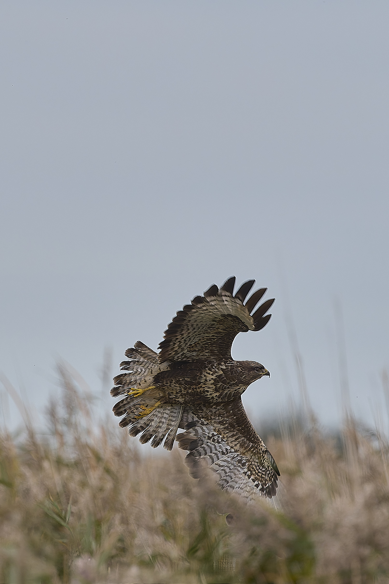 CleyBuzzard221024-3