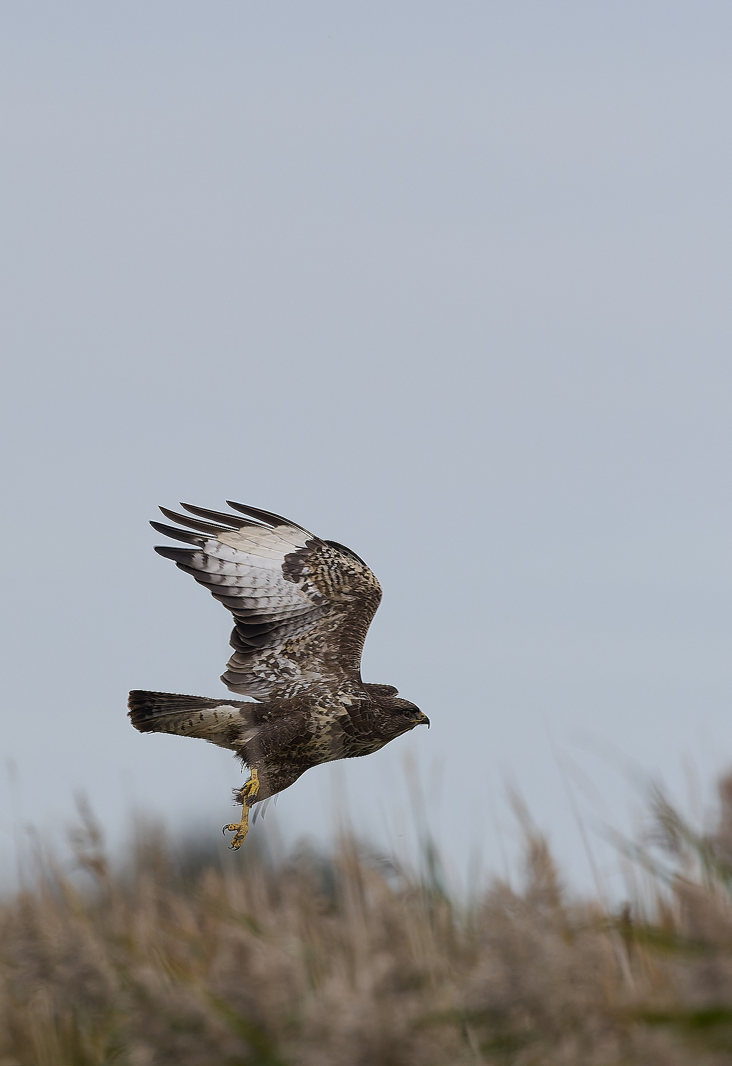 CleyBuzzard221024-4