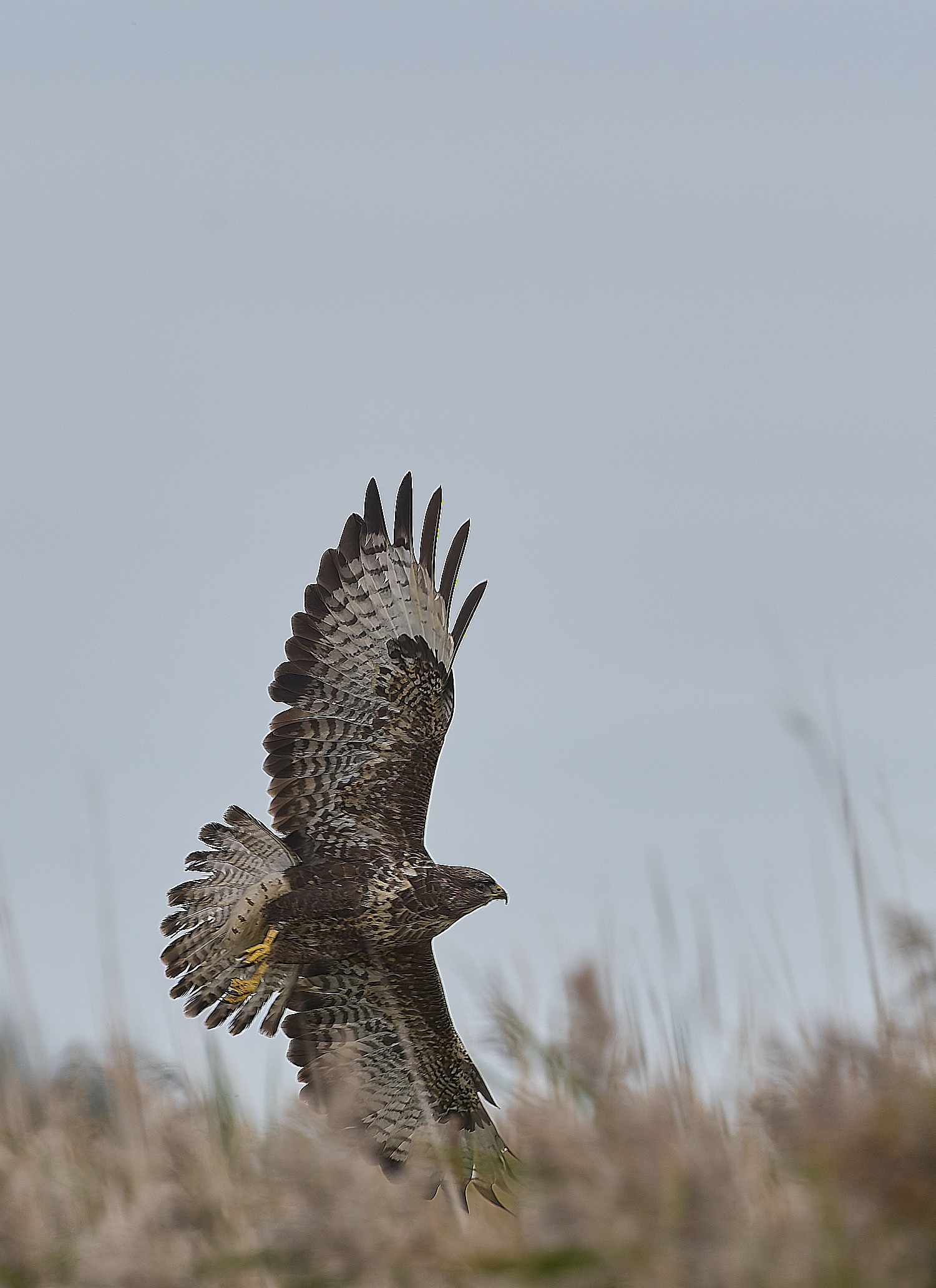 CleyBuzzard221024-5