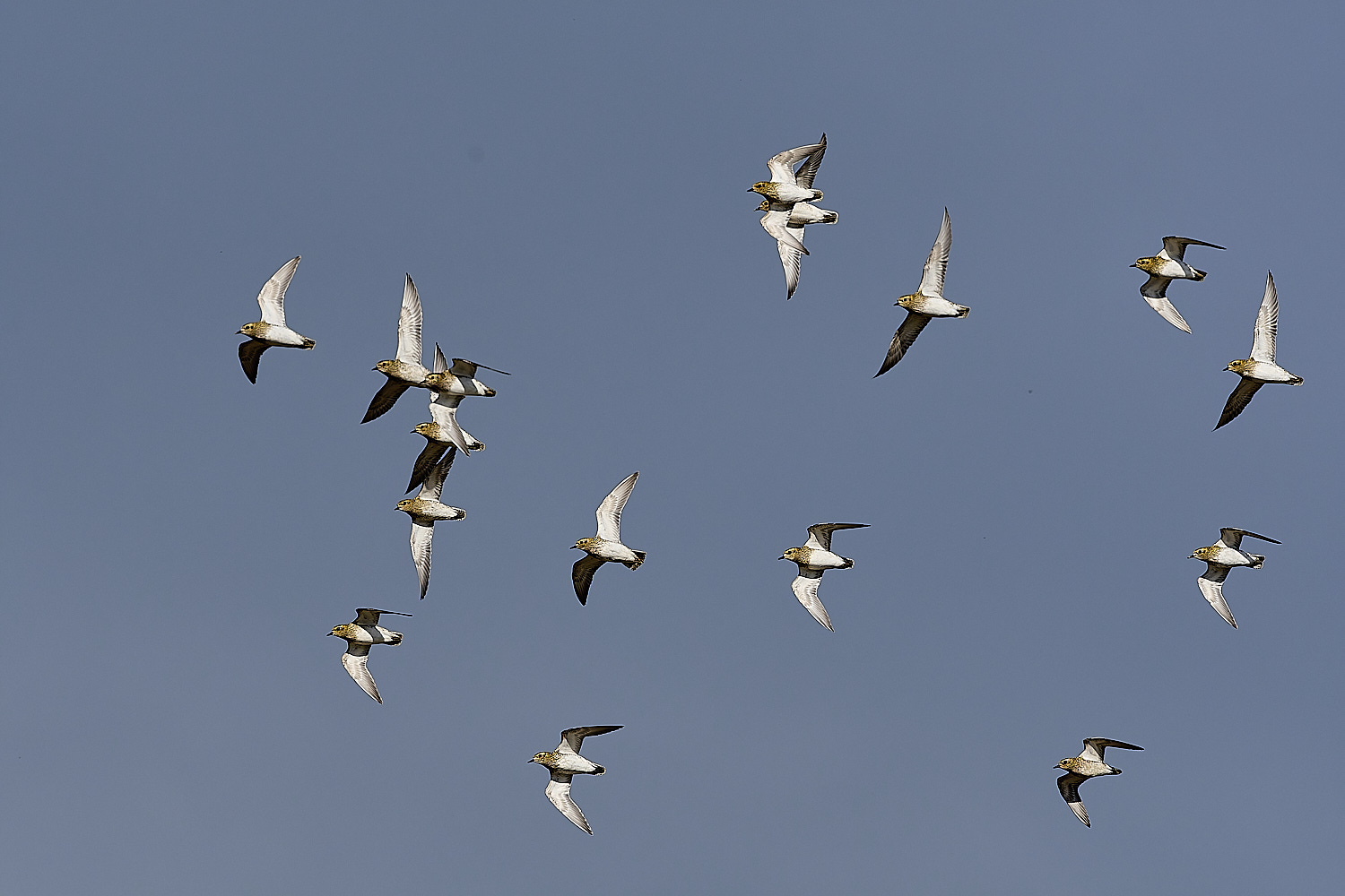 CleyGoldenPlover221024-2