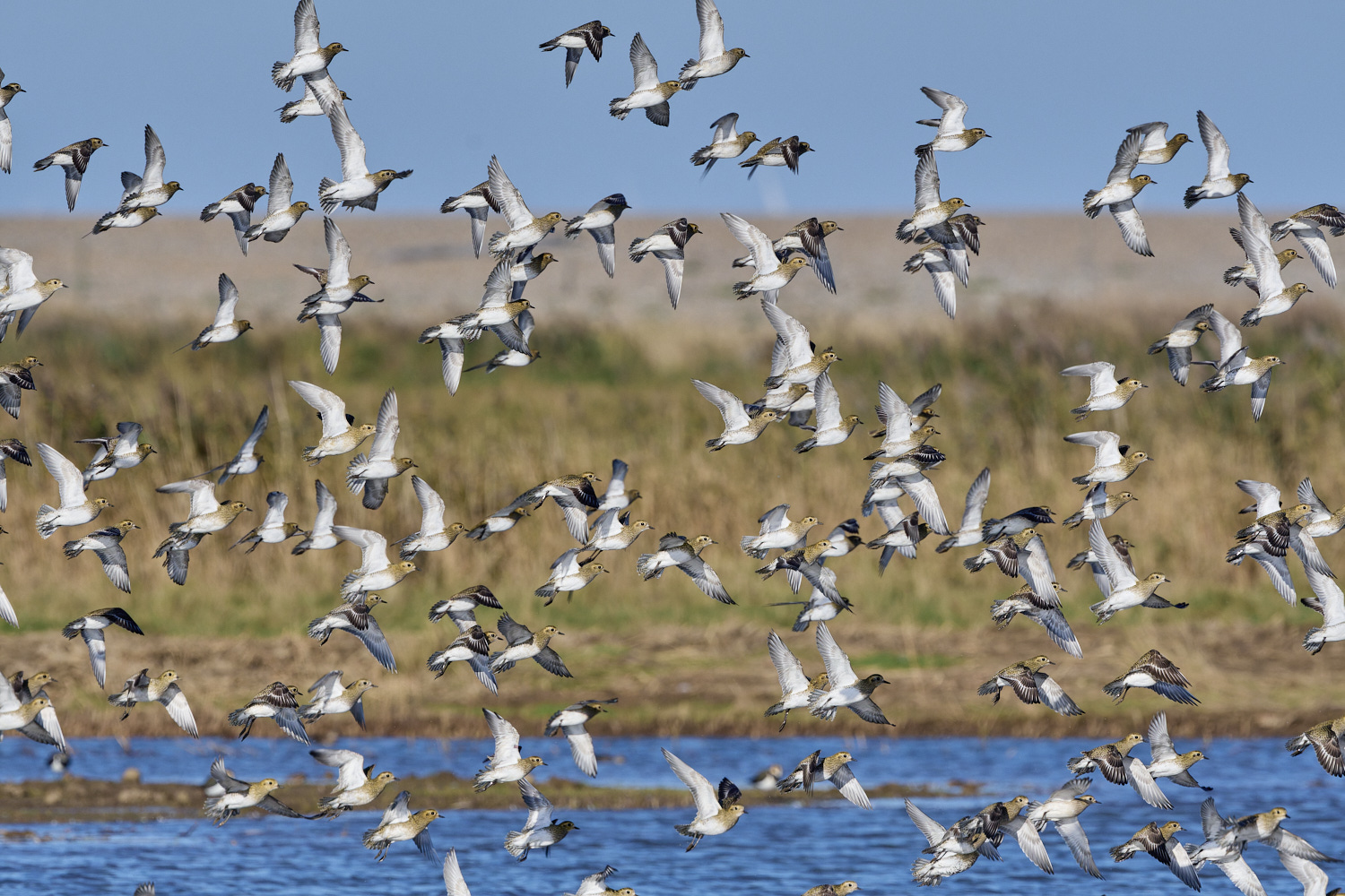 CleyGoldenPlover241024-13-NEF-