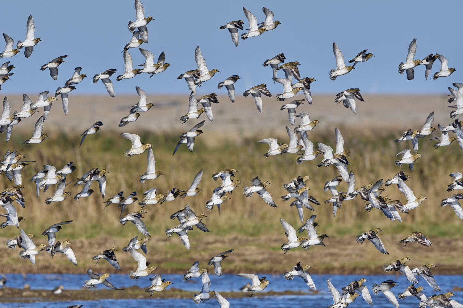 CleyGoldenPlover241024-14-NEF-