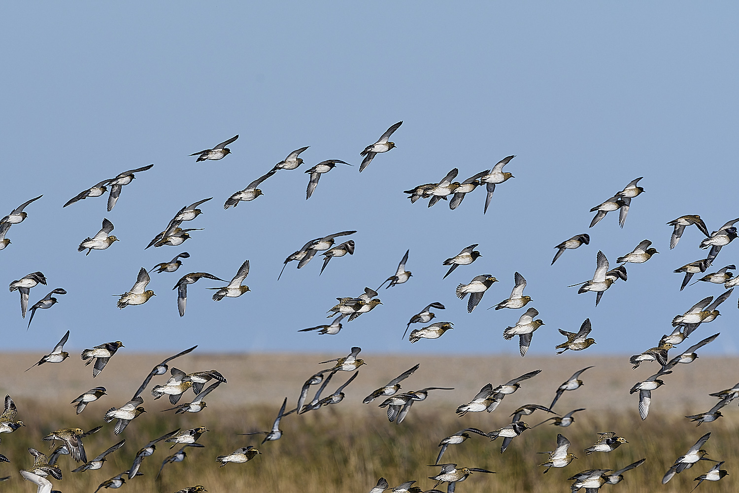 CleyGoldenPlover241024-15-NEF-