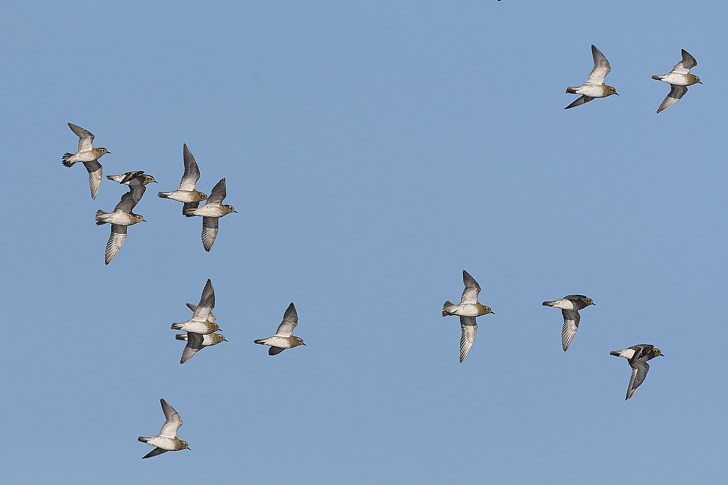 CleyGoldenPlover241024-2-NEF- 1