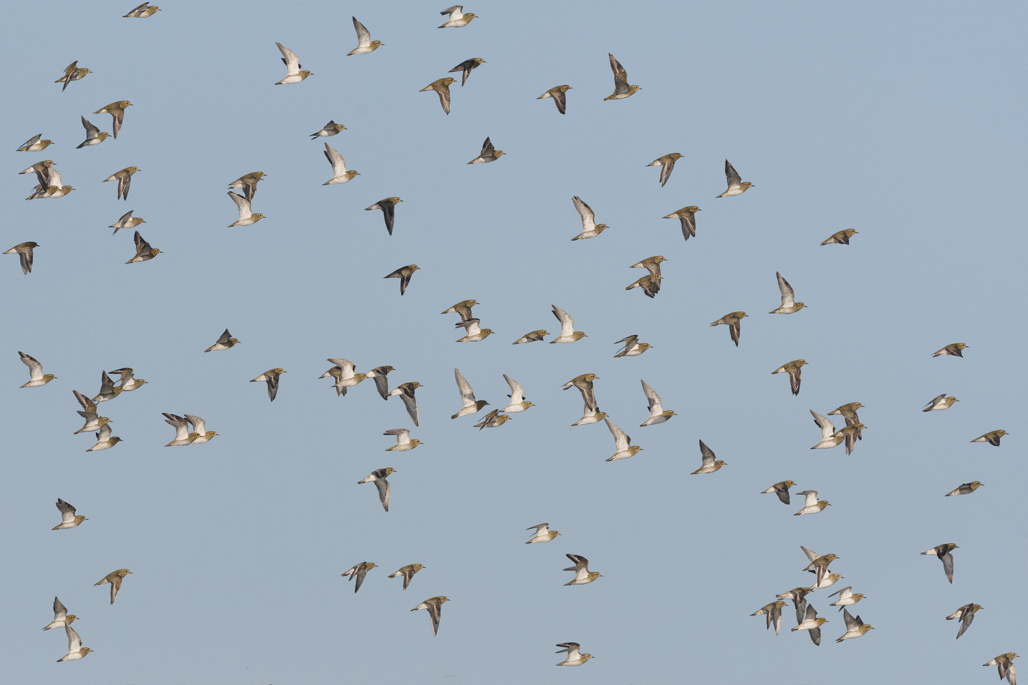 CleyGoldenPlover241024-4-NEF- 2