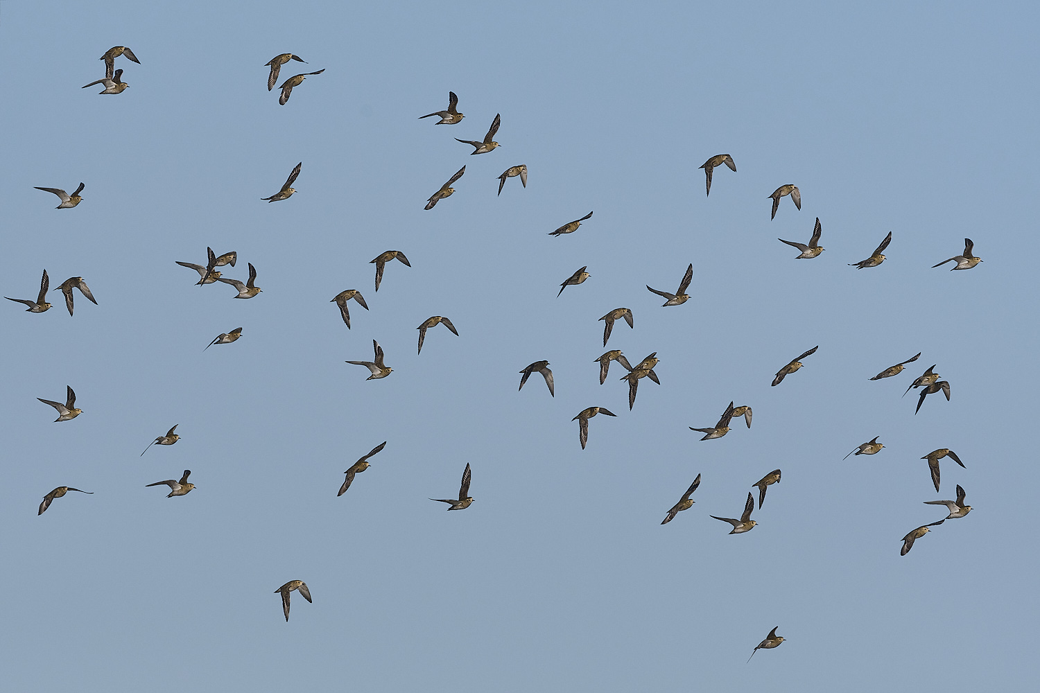 CleyGoldenPlover241024-5-NEF-