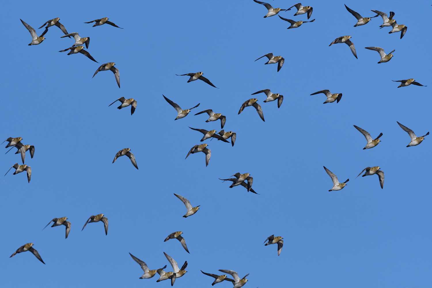 CleyGoldenPlover241024-7-NEF- 1