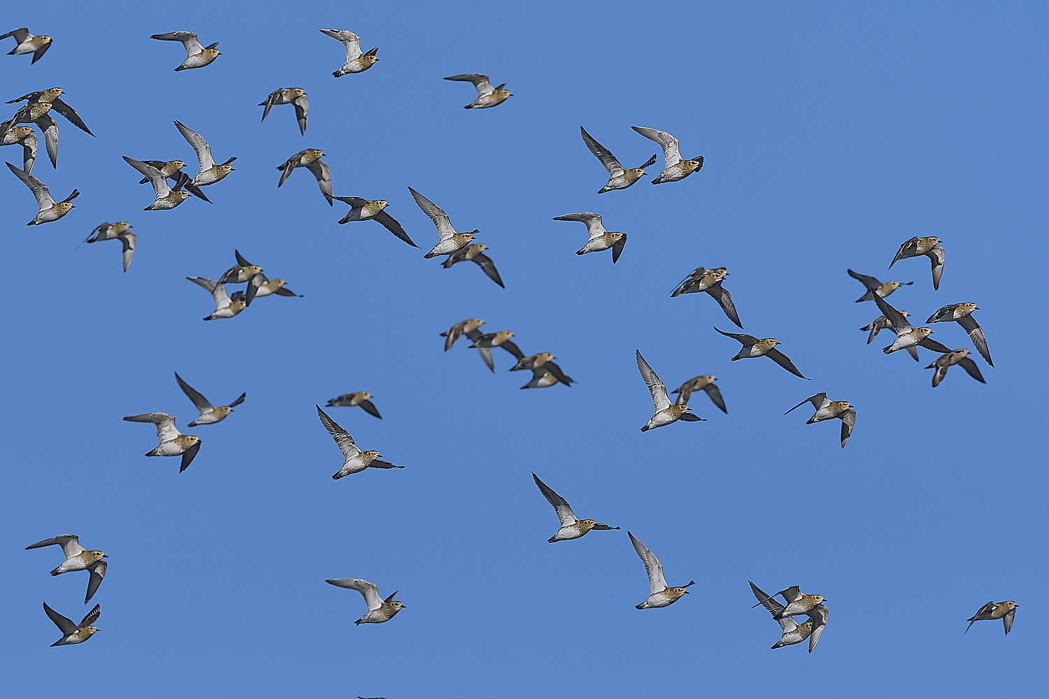 CleyGoldenPlover241024-8-NEF- 1