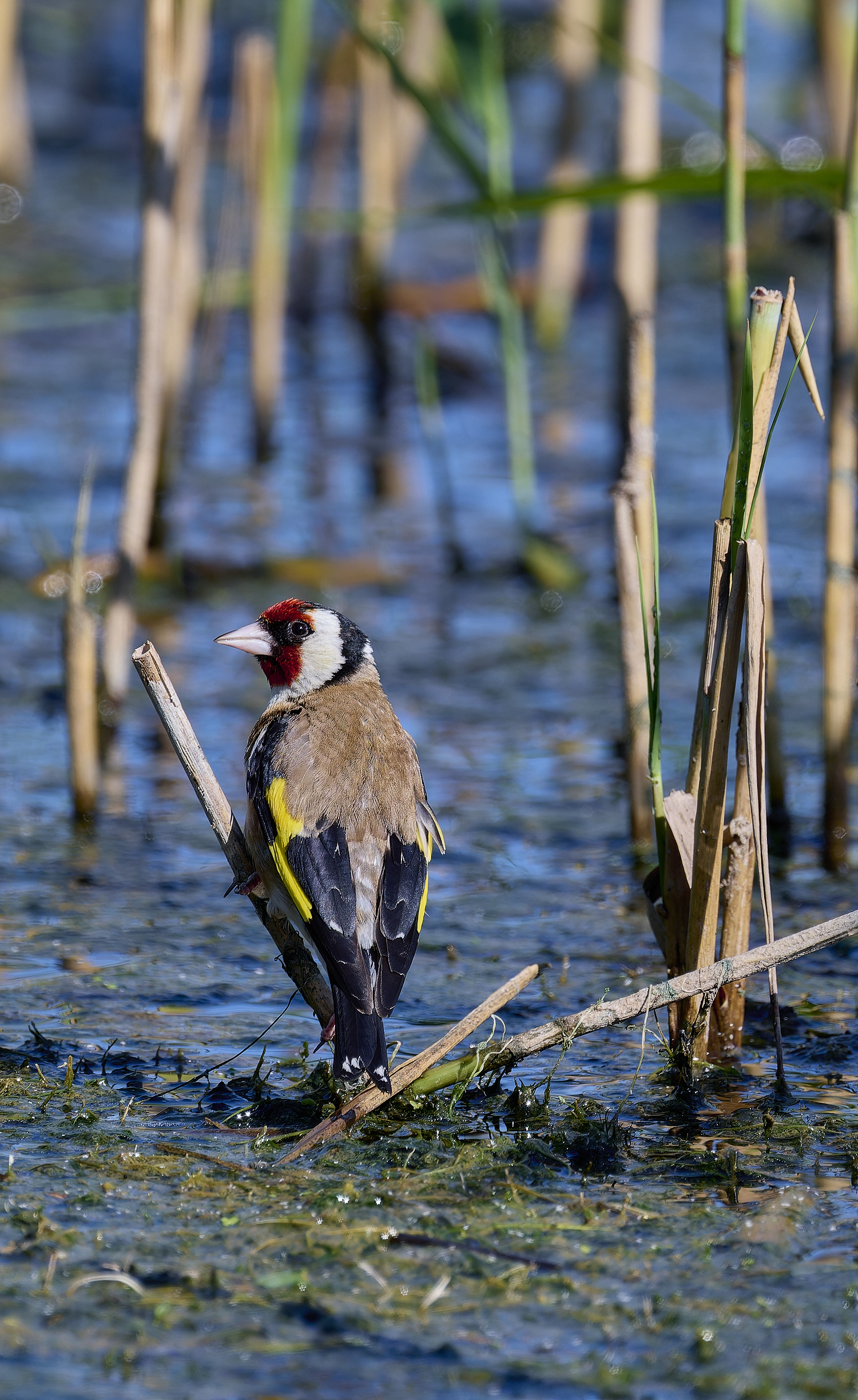 CleyGoldfinch160824-1