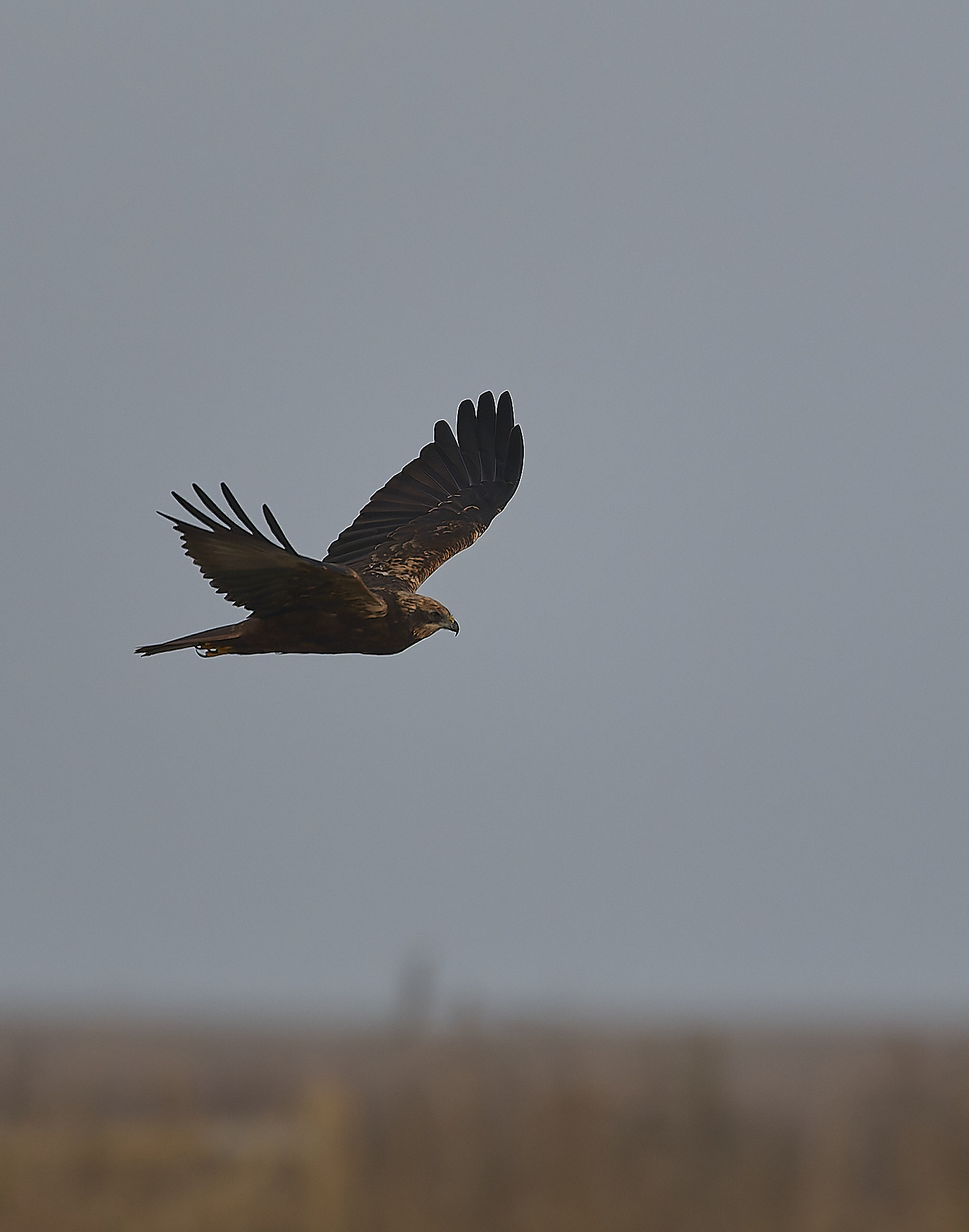 CleyMarshHarrier041224-1 1